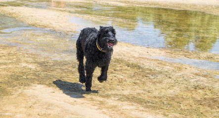 Giant schnauzer playing on the sandy beach