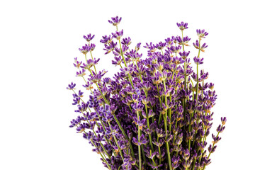 Lavender flowers isolated on white background. Close up. Space for text