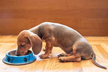 dachshund puppy eating inside portrait