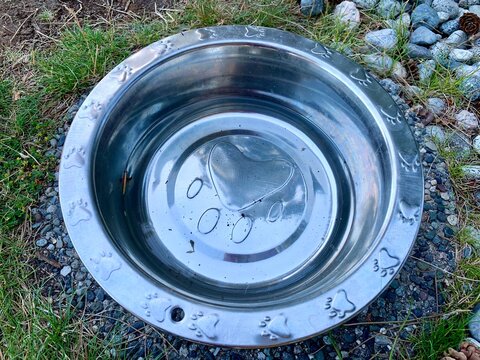 Clean drinking water in a cute container for thirsty animal. Kindness is cool.