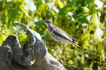 Spotted Sandpiper hopping on branch in marsh on beautiful sunny day
