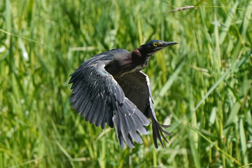 Green Heron in flight over swamp in bright summer sun
