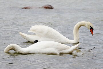 Obraz premium weisser Schwan