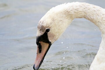 weisser Schwan