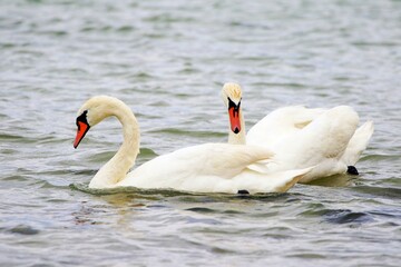 Fototapeta premium Schwäne