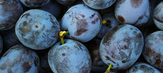 Banner. Plums background. Round ripe plums after harvest.
