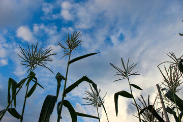 Tassel corns opposite the semi-cloudy sky. Growing corn. Male corn flowers.