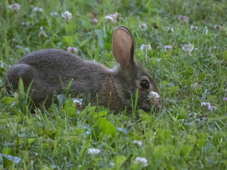 Cottontail Rabbit