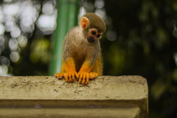 Little monkey in the woods.