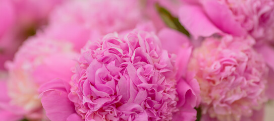 Blossoming delicate pink peony, pastel and soft background