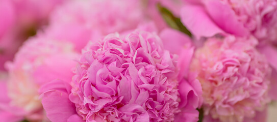 Fototapeta premium Blossoming delicate pink peony, pastel and soft background