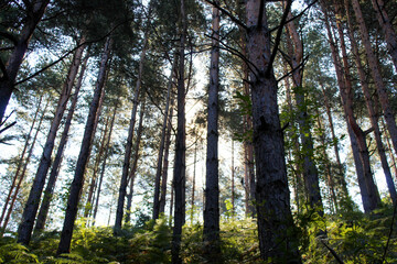 The landscape of coniferous forest through which shone.