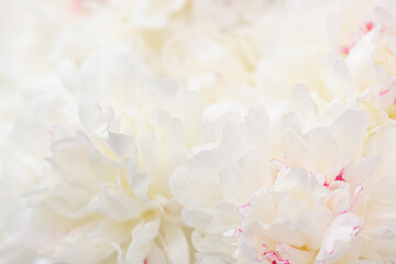 Blossoming delicate white peony, pastel and soft background. Floral background