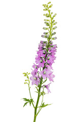 Obraz premium Inflorescence of pink delphinium flowers, lat. Larkspur, isolated on white background
