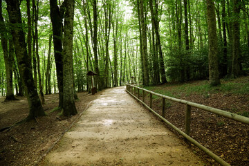 Path in the unspoiled nature of the Umbrian forest. Puglia region, Gargano promontory, Italy