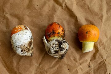 Caesar's mushroom. Three Caesar's mushrooms in different stages. Amanita caesarea. First looks like...