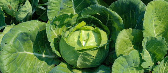 Banner. Growing cabbage. A large head of cabbage in a field. Cabbage background.