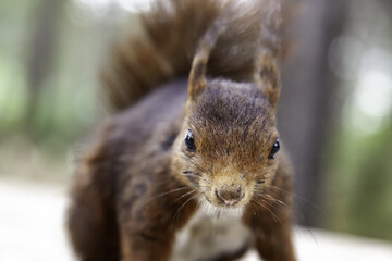 Squirrel eating nuts