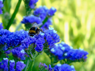 Bee collecting pollen in spring