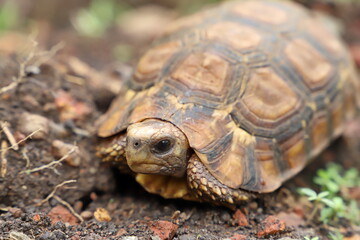 turtle on the ground