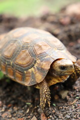 turtle on a rock