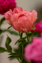 A beautiful peony flower of the variety Coral Sunset