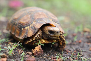 turtle on the grass