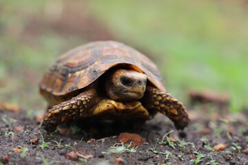 turtle on the ground
