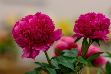 A beautiful peony flower of the variety Angelo Cobb Freeborn