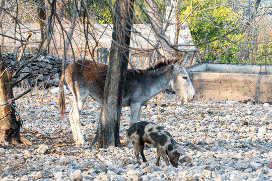 Burro, dunky, pig, marrano, cerdo, paisaje mexicano mexico, rural comunity