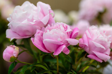 A beautiful peony flower of the variety Georgiana Shaylor