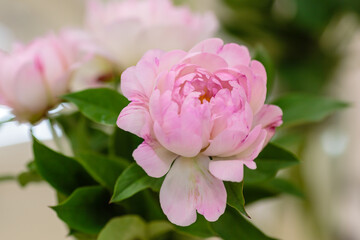 A beautiful peony flower of the variety Petite Elegance
