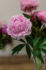 A beautiful pink peony flower of the variety at the peony exhibition