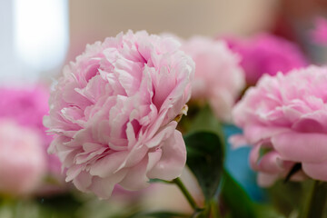 A beautiful peony flower of the variety Pink Cotton Candy