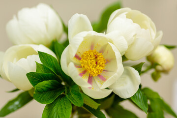Obraz na płótnie Canvas A beautiful peony flower of the variety Quad Rose