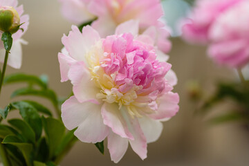 Peony flower variety raspberry sunday close up