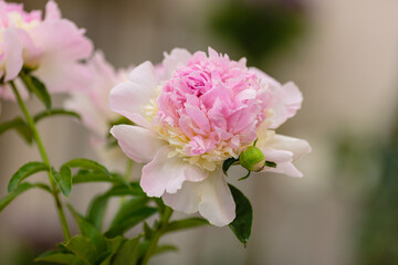 Fototapeta na wymiar A beautiful peony flower of the variety Raspberry Sundae