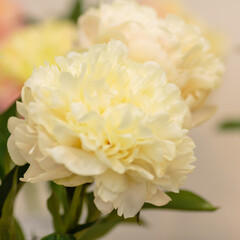 A beautiful peony flower of the variety Summer Glow
