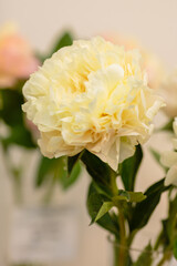 A beautiful peony flower of the variety Summer Glow