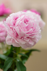 A beautiful peony flower of the variety Pink Cotton Candy