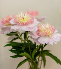 Beautiful pink peonies flowers, variety Zhemchuznaya rossyp