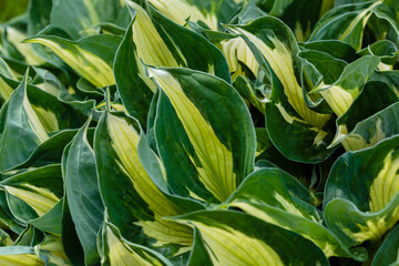 Hosta leaves. Nature background image. Beautiful Hosta leaves background. Hosta - an ornamental plant for landscaping park and garden design