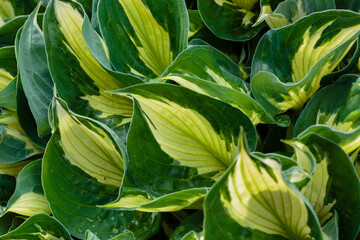 Naklejka na ściany i meble Hosta leaves. Nature background image. Beautiful Hosta leaves background. Hosta - an ornamental plant for landscaping park and garden design