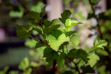 Obraz premium Branch of green leaves catching the the morning sun