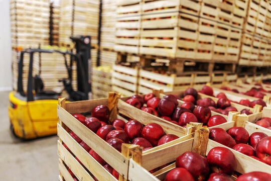 Apples in crates ready for shipping. Cold storage interior.