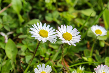 Fototapeta premium Two daisies on the lawn.
