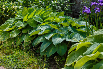 Hosta (lat. Hosta) in garden. Hosta - genus of perennial herbaceous plants of the family Green. Beautiful bright green leaves ornamental plant hosta.
