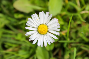 Bellis perennis, detailed white and yellow daisy flower in a grass background.