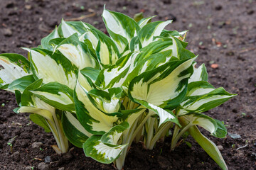 Hosta Fire and Ice in garden