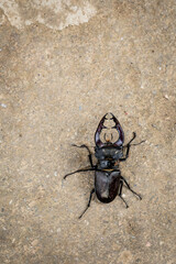 One, single European stag beetle on the ground